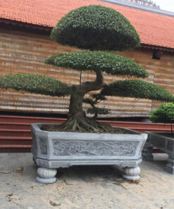 Mẫu bể đá đẹp BD01 ảnh 2